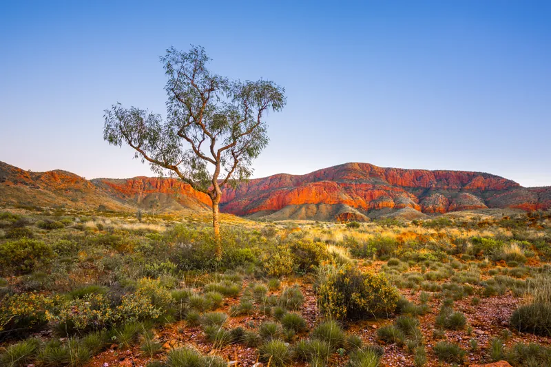 Lone tree in the outback